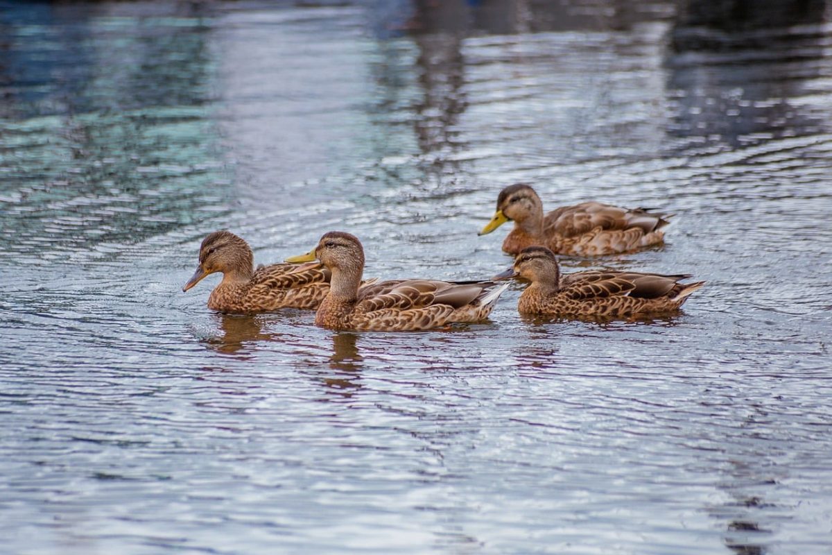 duck, ducks, pond, water, swimming, wildlife, bird, nature, mallard, floater, wild, feather, waterfowl, four, yellow beak, natural habitat, animal group, duckling, wilderness