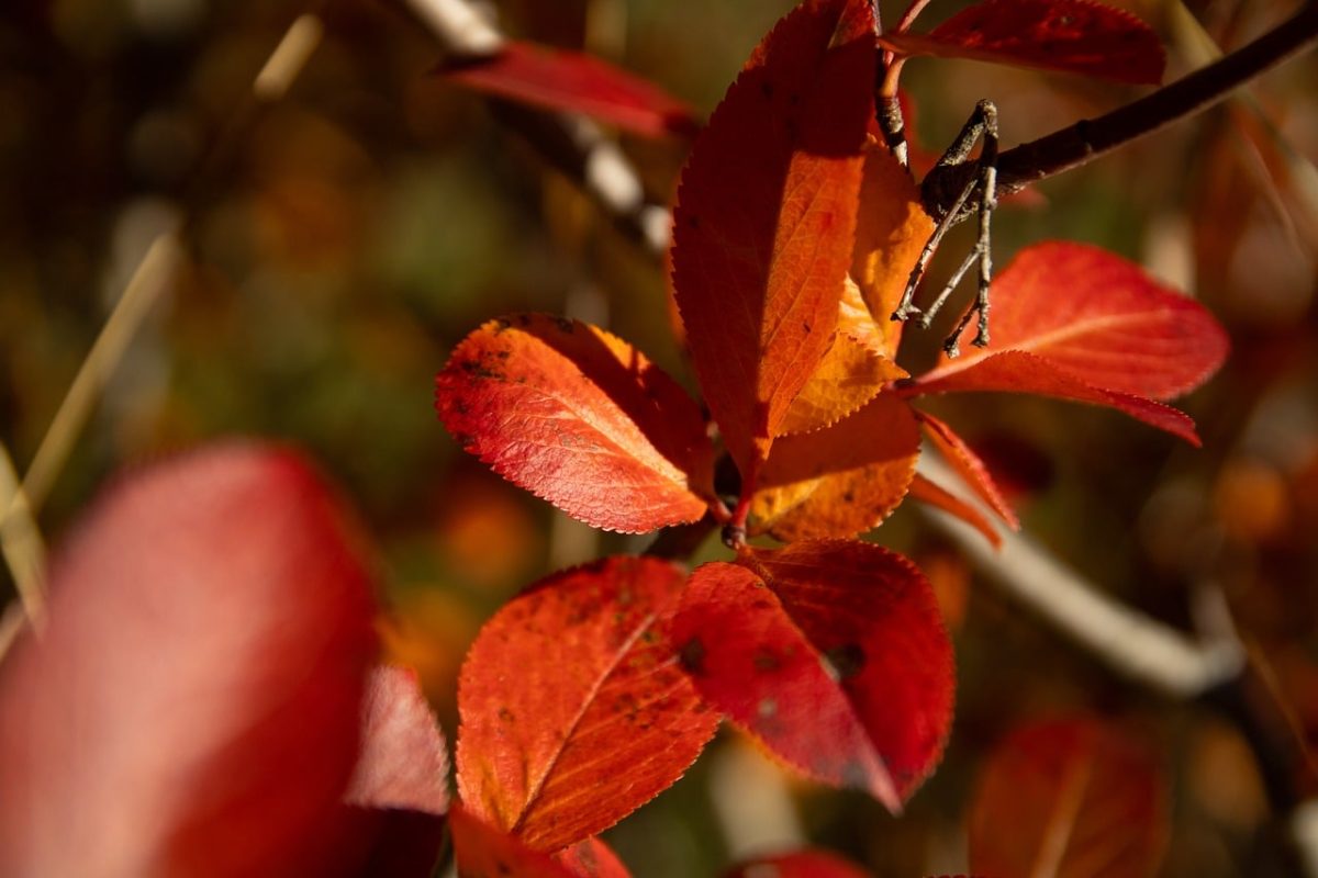 red leaves, autumn, nature, horticulture, colorful foliage, detail, leaves, natural beauty, sunshine, vibrant colors, deciduous tree, botany, outdoors, landscape, tranquility, forest, aesthetics, light, outdoor setting, view