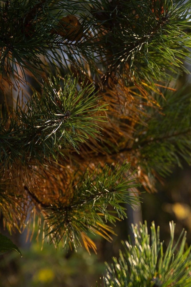 pine, needles, nature, autumn, sunlight, natural, forest, green, beautiful, fresh, idyllic, peaceful, warm, detail, dense, contrast, color, calm, happiness, rest