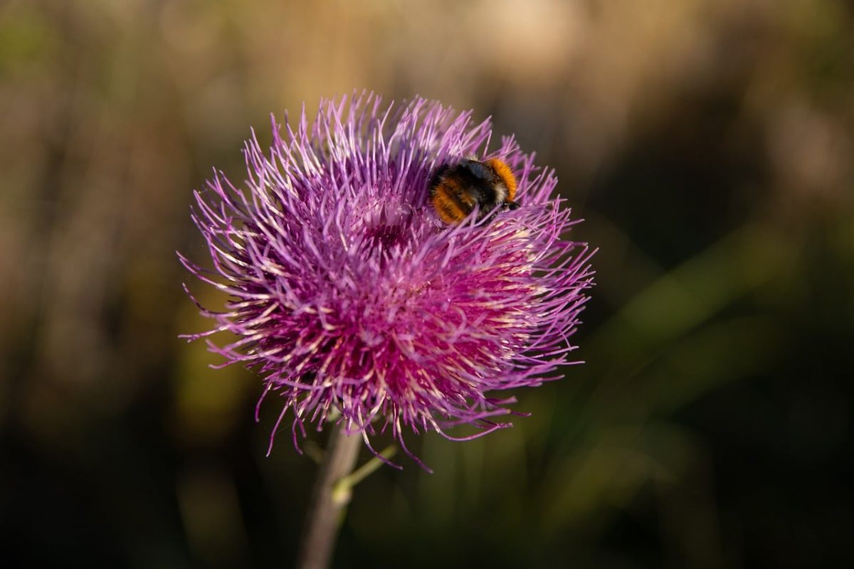 flower, bumblebee, beautiful flowers, purple, nature close-up, nature, flower background, sunlight, pollination, wildlife, macro photography, flower wallpaper, natural light, summer, thorn, garden, green, flying, wings, stamen, soil, petals, display, outdoor