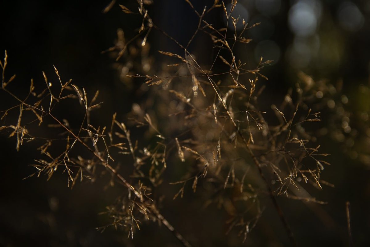grass, nature, close-up, bokeh, stalk, dry leaves, autumn, sunlight, blurred background, outdoor, natural light, ground plant, clumps, plant structure, rural, afternoon, delicate, feathery, ground texture