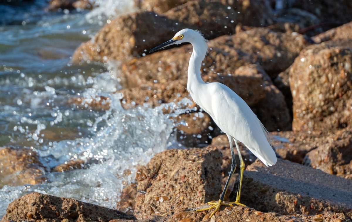 snowy egret, bird, wildlife, nature, rocks, ornithology, white, water, shore, avian, yellow feet, wild bird, wings, buoyant, waves, natural habitat, birdwatching, shorebird, habitat, moisture