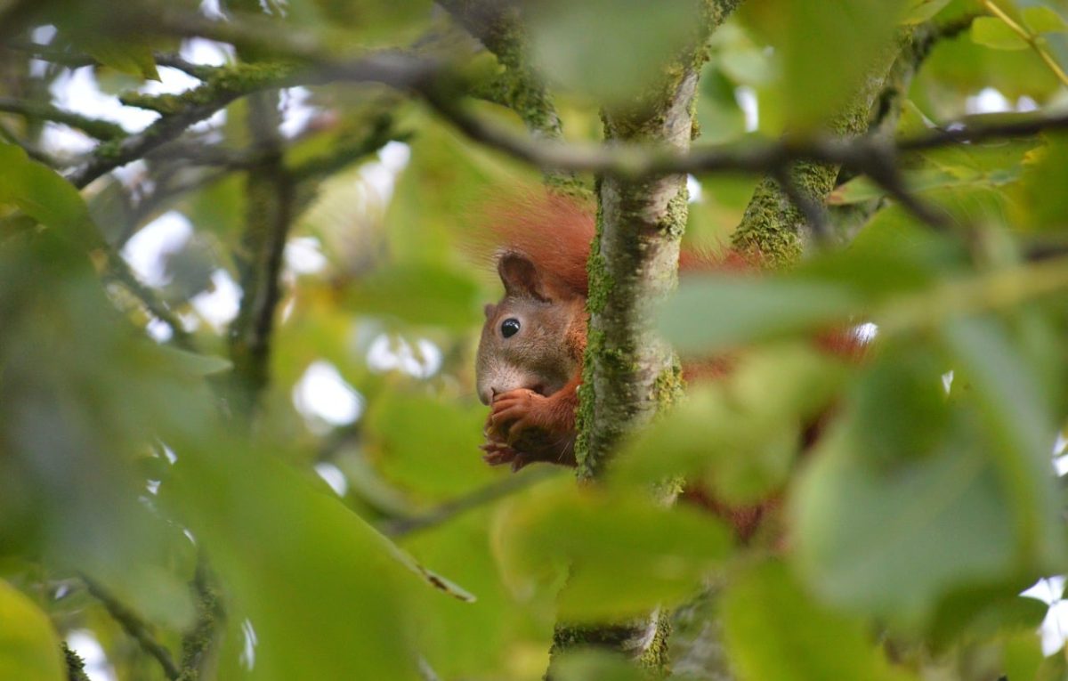 squirrel, tree, leaves, nature, cute, sciurus vulgaris, hide, wilderness, curious, camouflage, bright green, reddish-brown, sanctuary, close-up, cuteness, curiously observing, small animal, untouched, environment