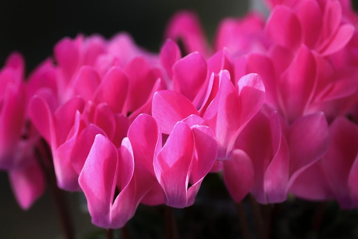 cyclamen, pink, flower, nature, houseplant, botanical, macro, petal, detail, ornamental, beauty, pink flower, sharpness, delicate, growth, seasonal, bright, fresh