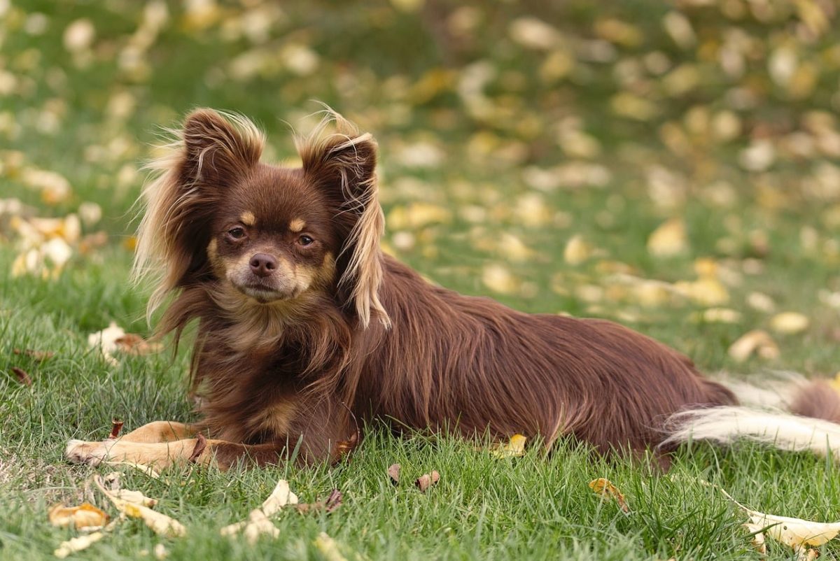 dog, pet, chihuahua, portrait, long-haired, animal, cute, grass, autumn, outdoors, leaves, brown, small, tame, photography, fluffy, nature, charming, outdoor setting, sunset