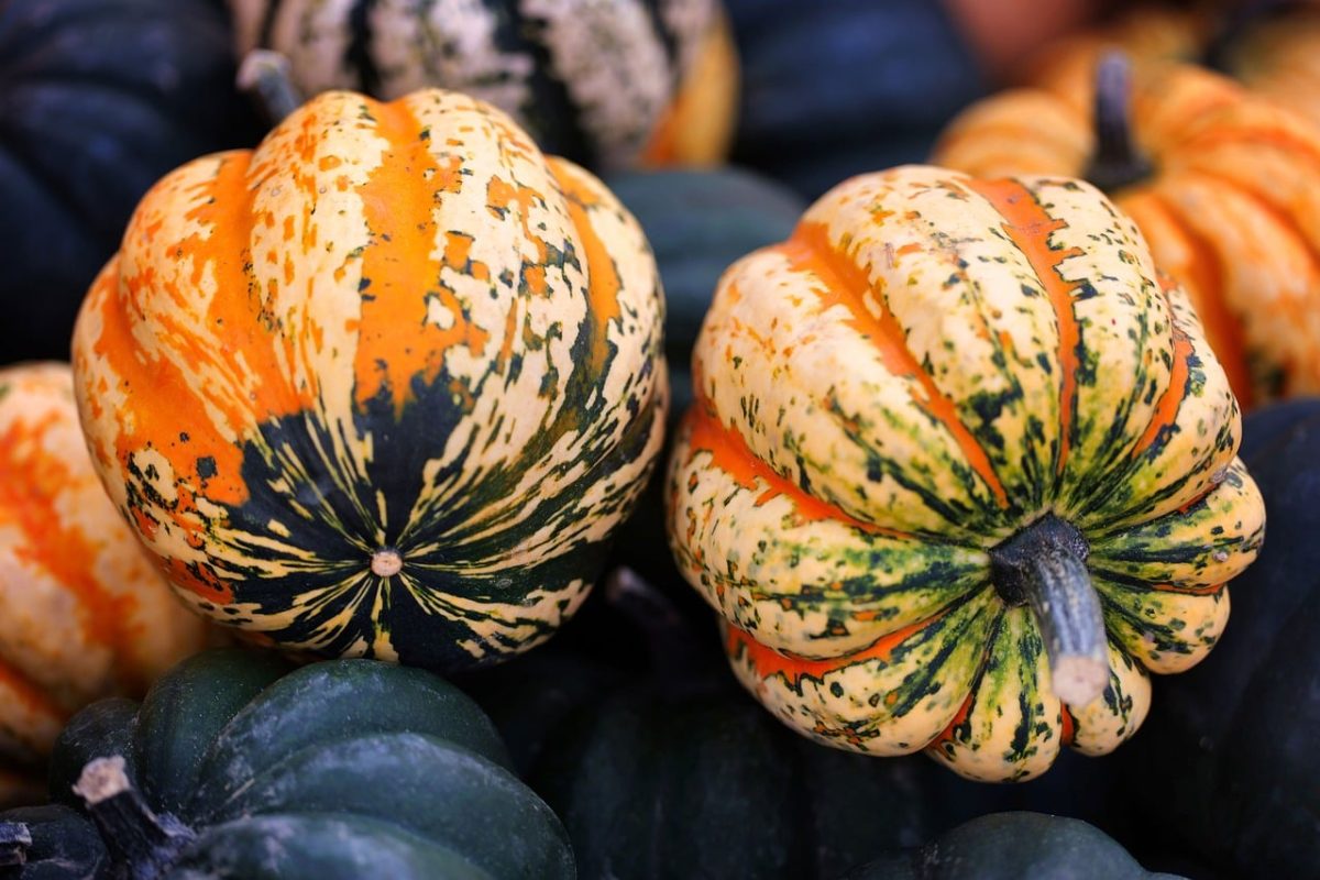 pumpkin, decorative gourd, autumn, harvest, natural decoration, autumn decoration, traditional, texture, beautiful, colorful, autumn atmosphere, variegated, rind, fresh, agriculture, storability, market, organic, rural, vegetable, earth tones