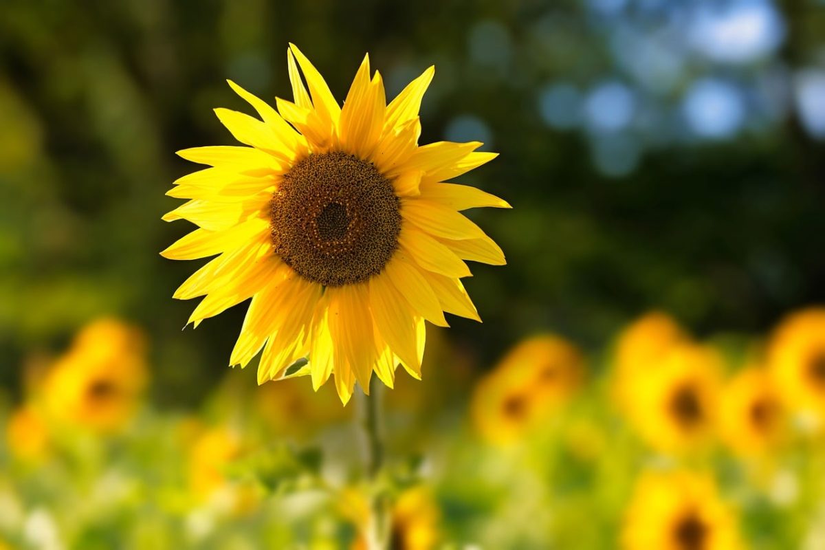 sunflower, nature, summer, blooming, yellow, meadow, sunny, clear day, beauty, field, natural scenery, crop, countryside, agriculture, sunny landscape, single flower, photography, natural world