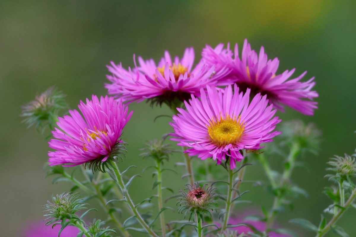 asters, pink flowers, flower, garden, bouquet, outdoors, background, leaves, stems, needle-like leaves, bright pink, yellow center, nature, beauty, floral, natural, decorative, summery, flower beds, floriculture