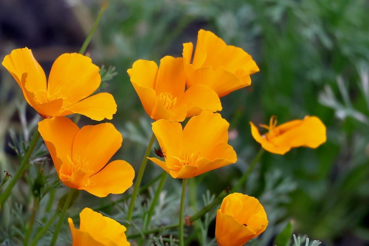 flowers, orange, poppy flowers, nature, leaves, outdoors, bright, summer, botany, bright yellow, garden, flowerbed, green leaves, grass, green, sunlight, landscape, diversity