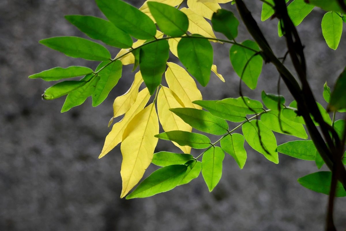 leaves, green, yellow, spring, summer, autumn, nature, plant, leaf, botany, garden, ecology, color, pattern, environment, branch, detail, park, sun