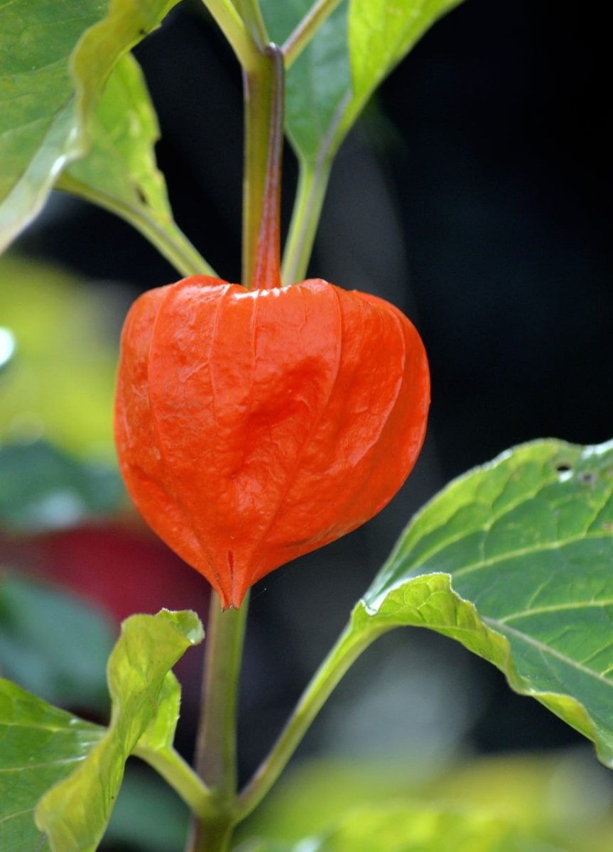 physalis, lantern, autumn, night, berry, ornamental plant, colorful, nature, growth, leaf, garden, plant, beautiful, detail, calm, focus, red color, fruit, chinese lantern, green leaves