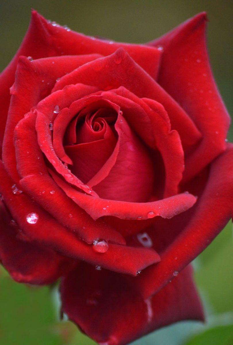 rose, flower, red, drop, petals, nature, close-up, romance, valentine, love, outdoor, dew, fresh, beautiful, coral, vivid, garden, kurtis, background, vibrant
