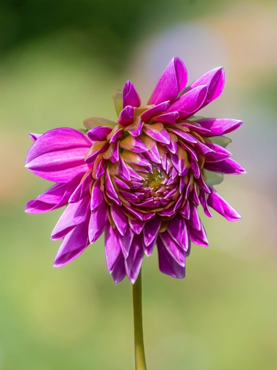 dahlia, flower, macro, nature, summer, garden, flora, pink, detail, background, white, color, outdoor, delicate, heavenly, striking, composition, violet, plant, petal