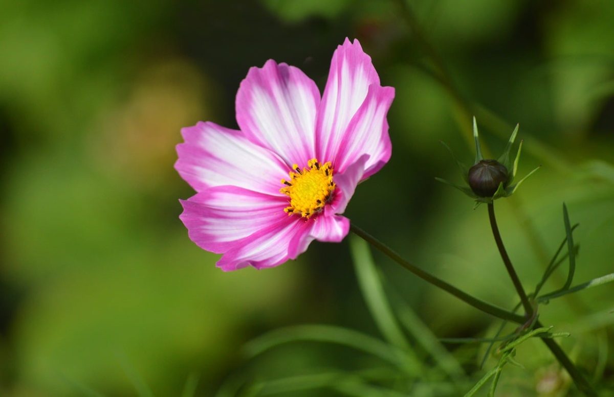 cosmos flower, pink, hd wallpaper, flower, macro, gardening, nature, spring, contrast, petal, flower wallpaper, ornamental plant, pinnate-leaved flower, sunlight, yellow center, flower background, february bloom, vertical, beautiful flowers, sharpness, focus, calmness, photography
