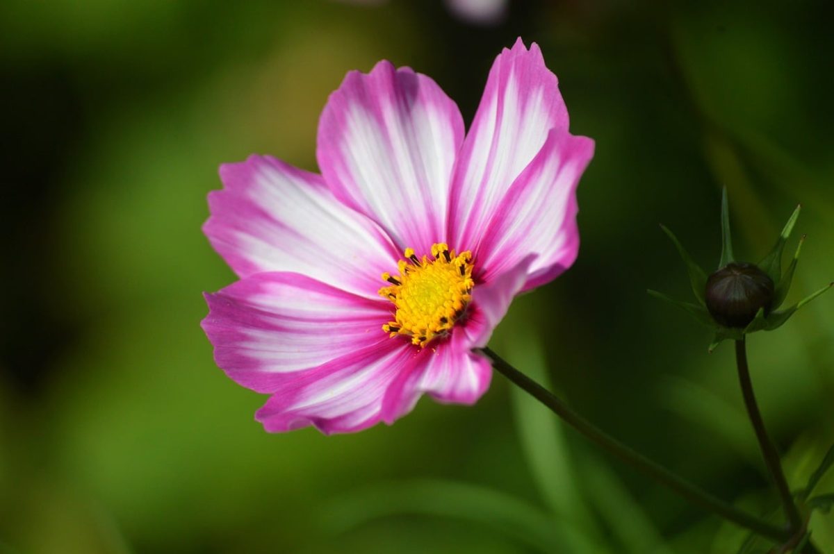 cosmos, flower, nature, flower background, colorful, garden, cosmea, pink, flower wallpaper, petal, yellow, macro, white, purple, blurred background, floral art, summer, flower photography, beautiful flowers, botany, beauty, decorative, everyday wonder