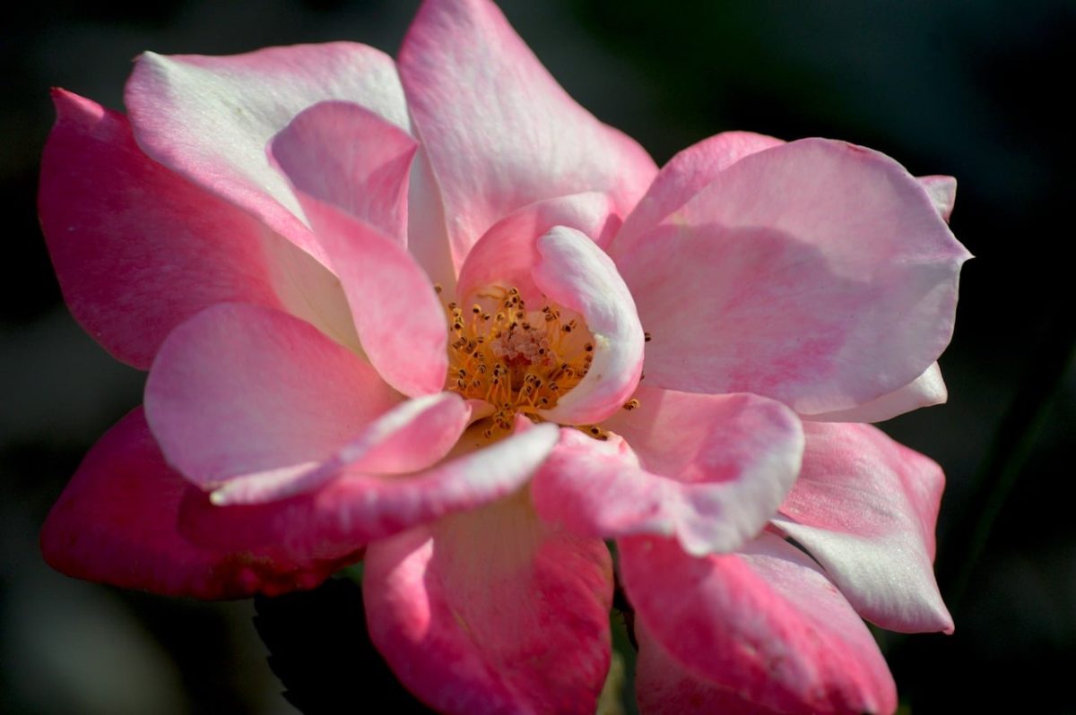 flower, rose, petals, nature, stamens, wilted, open bloom, bee-friendly, flora, close-up, gardening, romance, beauty, color, garden, pink, decoration, fragrance, blooming, delicate, lighting