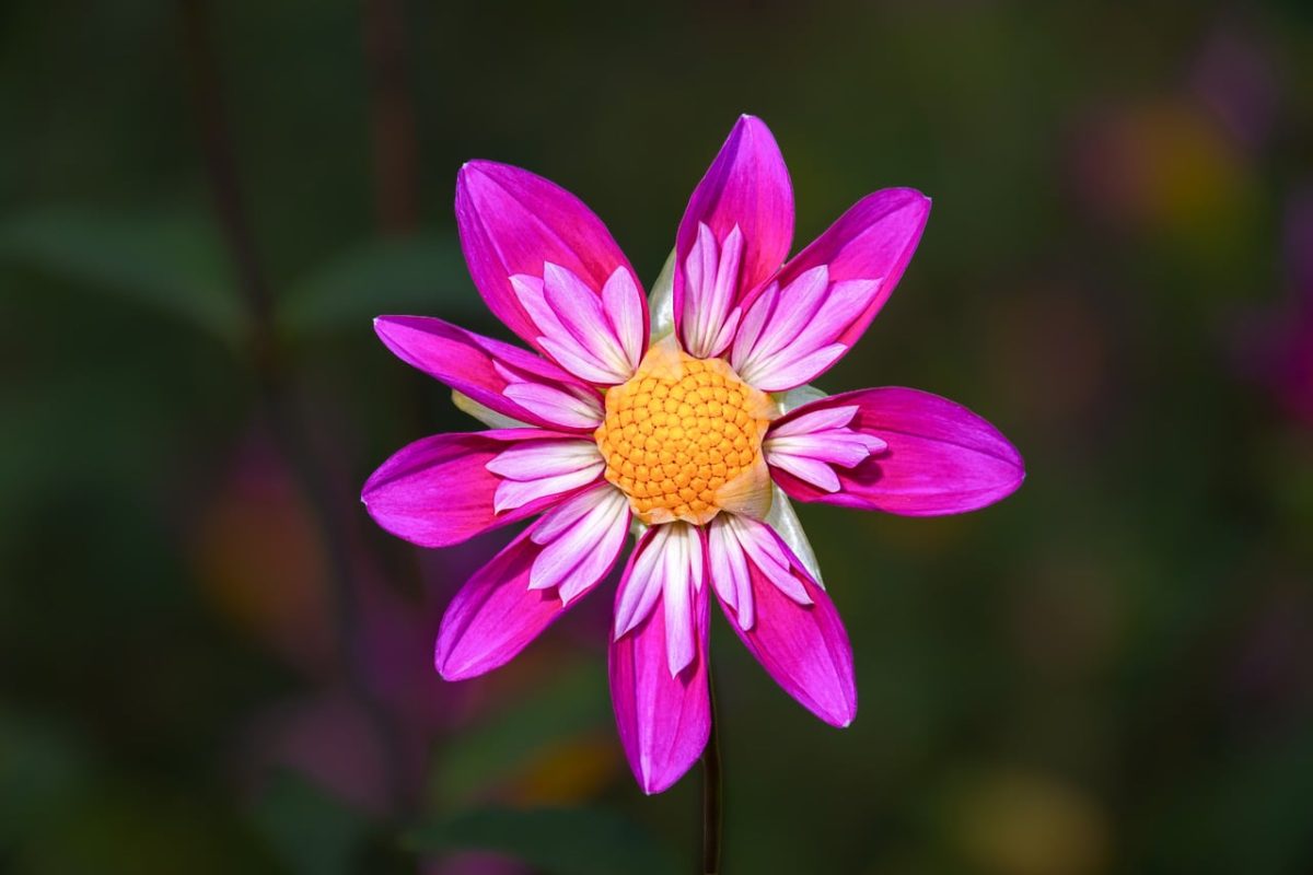 flower, pink, petal, macro, beautiful flowers, details, isolated, nature, garden, bright, sun, outdoor, beauty, summer, flower background, flower season, natural beauty, color, flower wallpaper, vibrant, decorative, natural light, vivid color, bloom