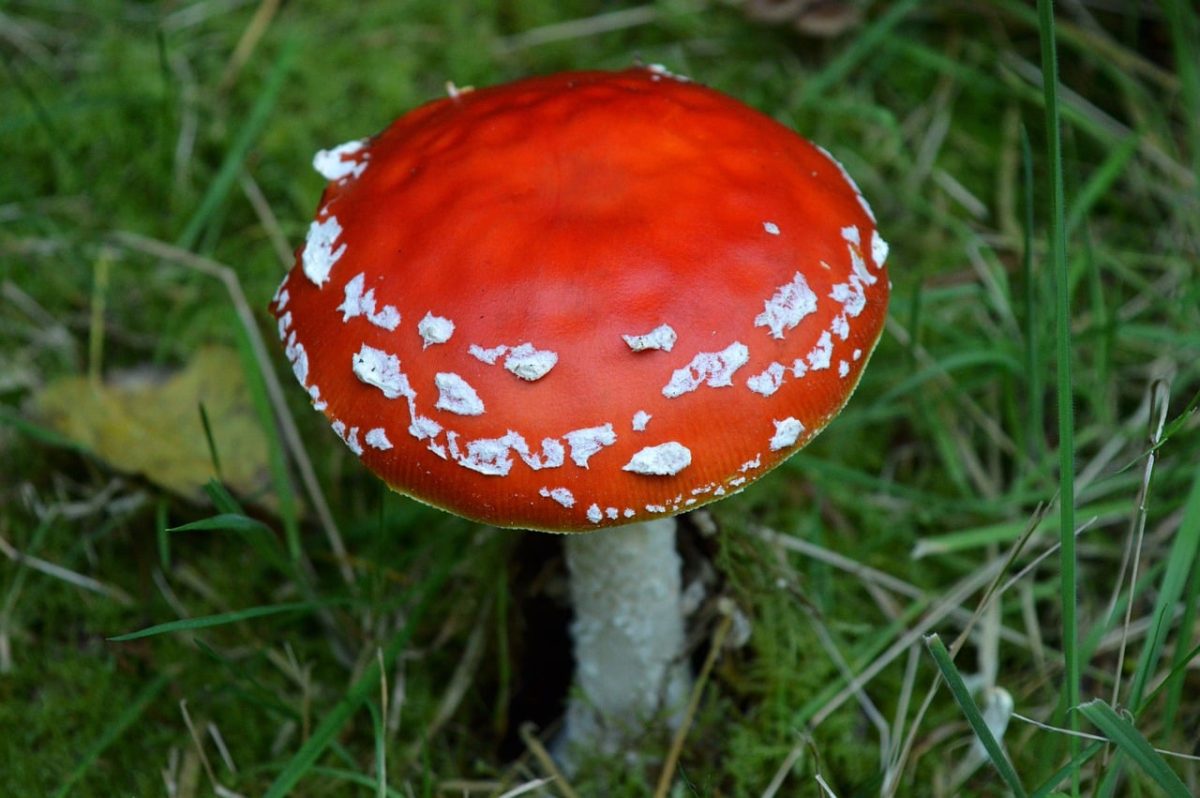 red fly agaric, nature, mushroom, moss, autumn, poisonous, decorative, fruiting body, meadow, macro, spot, luck symbol, wallpaper, macro photography, red, nature icon, hd wallpaper, botany, fungus, mycology, soft, grass