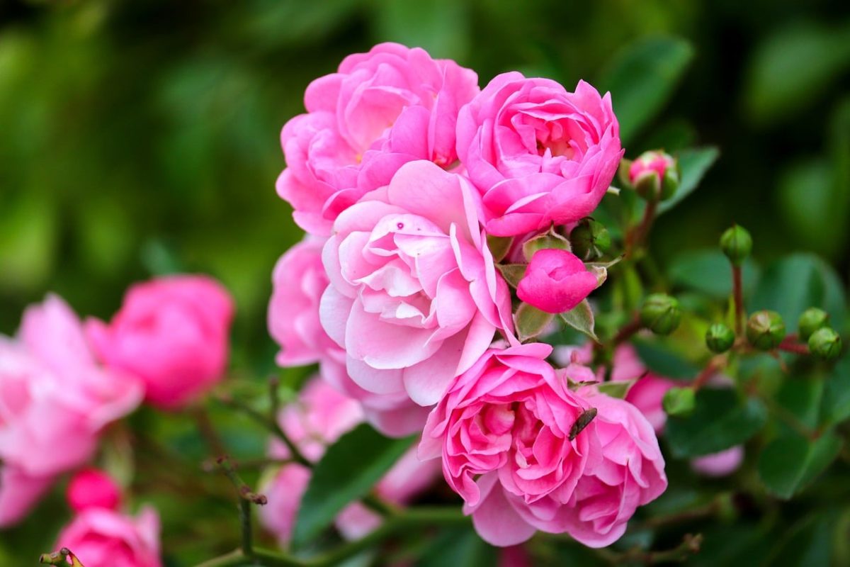 rose, flower, garden, pink, nature, shrub rose, garden flower, rose petal, bloom, beautiful rose, blooming garden, botany, texture, summer, fresh flower, rose fragrance, ornamentation, romantic flower, vibrant color, decoration
