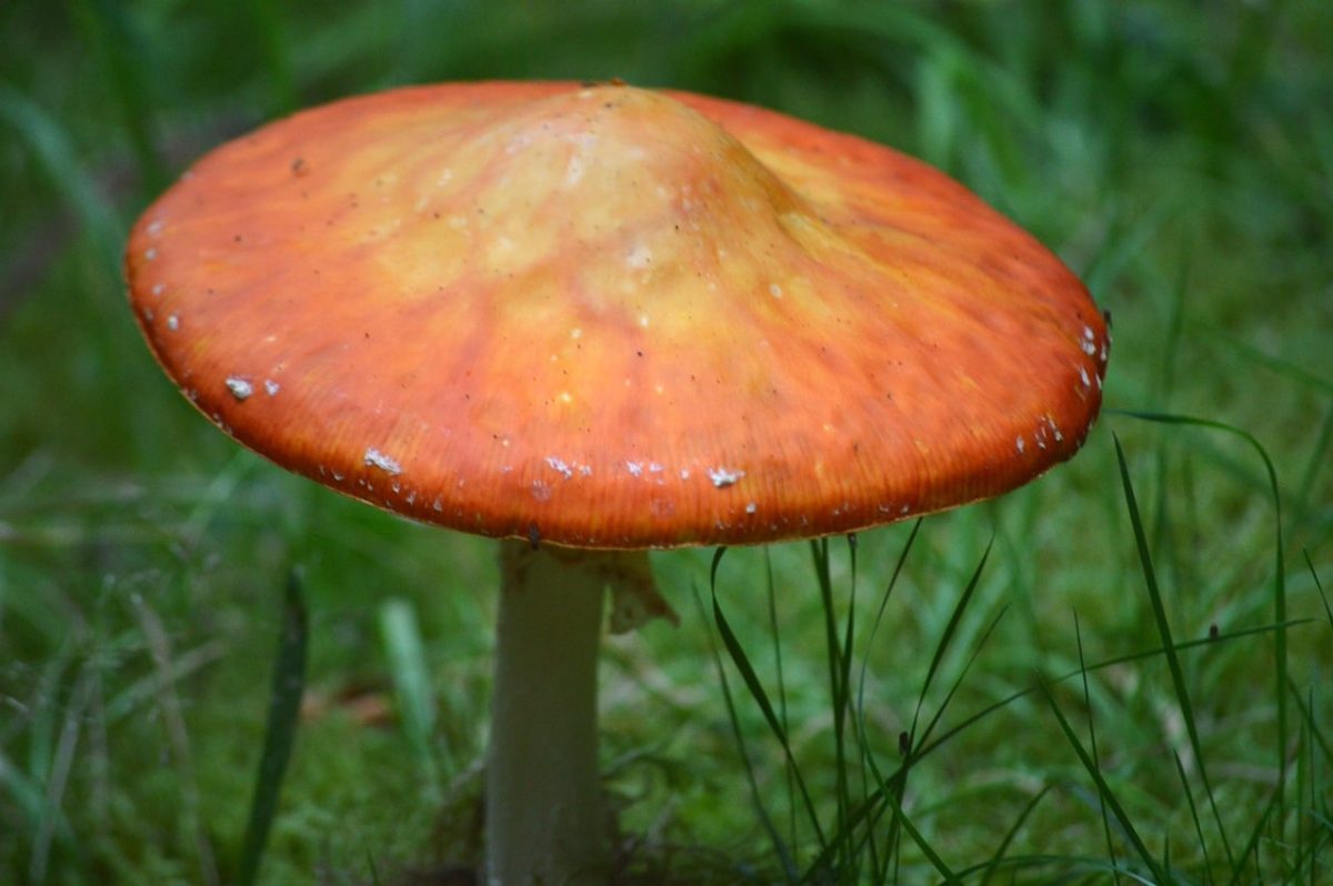 mushroom, amanita muscaria, nature, poisonous, autumn, close-up, red, good luck, beauty, red fly agaric, meadow grass, decorative, biology, mycology, fauna, picturesque, clear, landscape, science