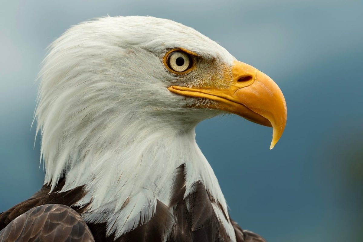 bald eagle, bird of prey, beak, feathers, eyes, wild, dramatic, details, animal, nature, bird, freedom, symbol, wildlife, head, conservation, view, rugged, opening
