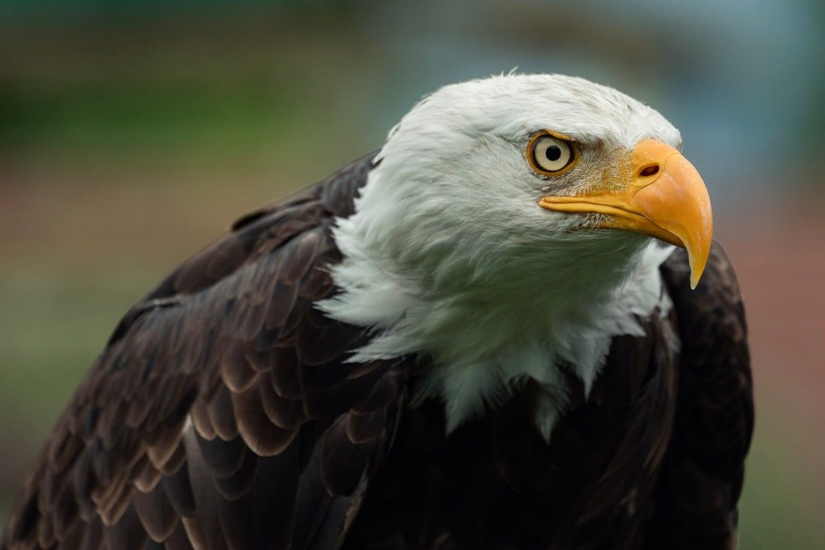 eagle, bird of prey, bald eagle, beak, animal, wild, brown, yellow beak, bird, head, feathers, eyes, nature, symbolic, majesty, wildlife, contrast, protection