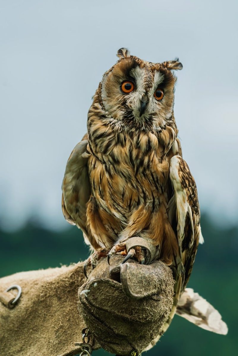 owl, bird, bird of prey, feathers, wildlife, close-up, raptor, gray, brown, binding, blue sky, summer day, camping, wilderness, birdwatching, holding, hunter, female, wildness