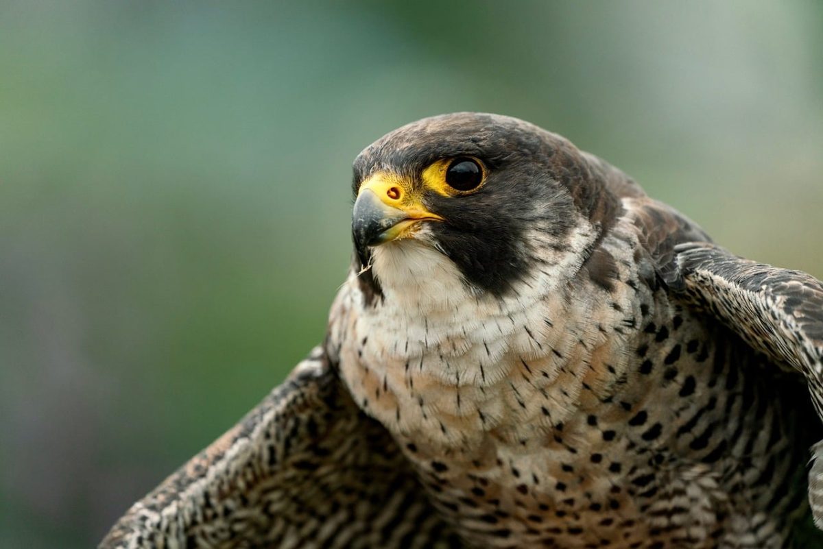 bird of prey, falcon, portrait, feather, animal world, beak, close-up, animal portrait, wild bird, talons, raptor, nature view, capture, yellow and black, colorful raptor, peregrine falcon, natural colors, falconidae, beak detail