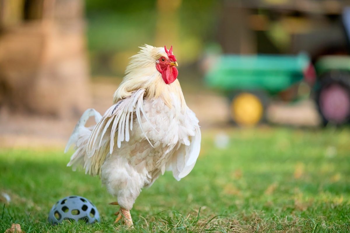 rooster, white, bird, farm, feather, outdoor, nature, chicken coop, grass, countryside, turkey, age, juvenile, brightness, domesticated, wing, comb, young rooster