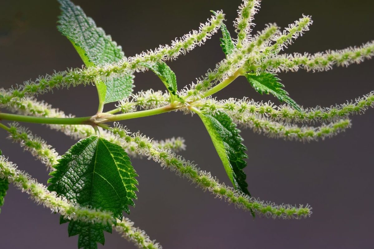 plant, leaves, green, branches, flowers, botany, nature, macro, texture, details, background, lush, natural, herb, formations, bokeh, bright, garden