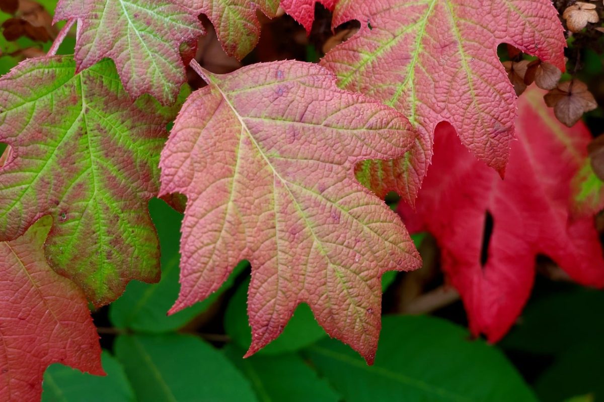 hydrangea, autumn, leaves, color changes, ornamental shrub, flora, leaf details, leaf texture, natural scenery, gardening, oakleaf hydrangea, leaf veins, nature photography, green leaves, landscape design, autumn leaves, ornamental gardens, photography, macrophotography, smoothness