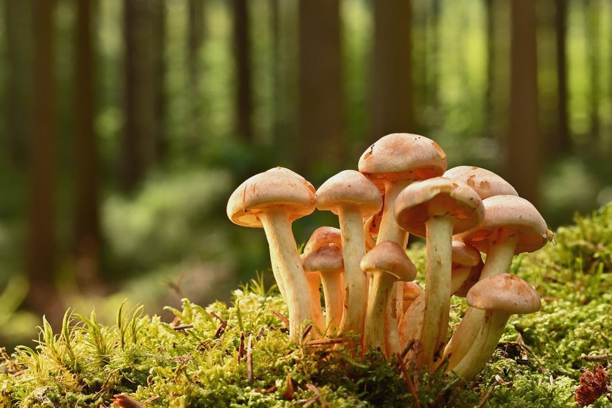 mushrooms, forest, moss, forest floor, autumn, nature, fresh, green, peaceful, ecology, microcosm, natural world, mushrooms growing, close-up, sereneness, fresh air, ecosystem, climate change, seasonal change, forest ecosystem