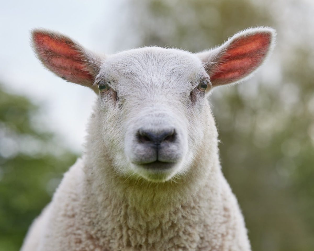lamb, curious expression, sheep, agriculture, livestock, portrait, countryside, nature, white, wool, spring, outdoors, natural, young, mammals, animal, cute, headband, outdoor, fluffy, green