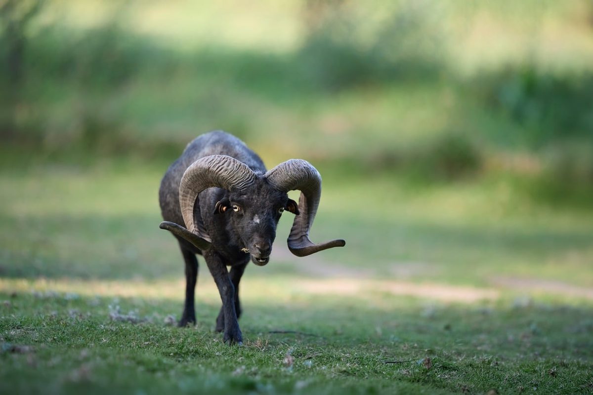 ram, ouessant, sheep, nature, wildlife, animal, mammal, male, outdoors, field, grass, agriculture, farmer, farm, horn, black, portrait, walking, grazing, majestic