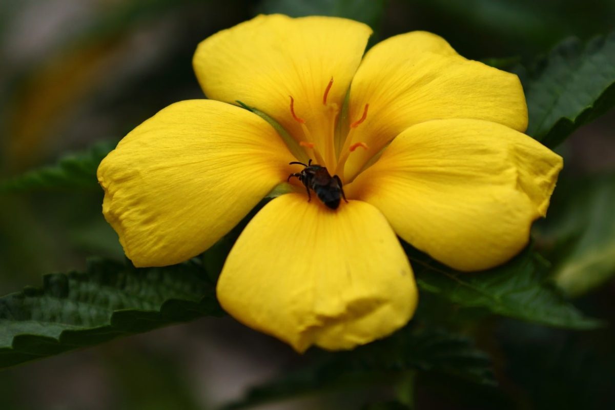 flower, flower wallpaper, nature, plant, blossom, petals, garden, yellow, center, macro, beautiful flowers, close-up, outdoor, beauty, flower background, brown insect, money tree, spots, water flower, tree of life, sun, splendor, bee flower, six-petaled flower