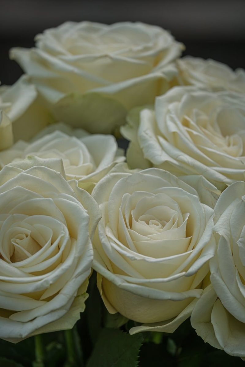white roses, bouquet, fresh flowers, garden, nature, romantic, decoration, beauty, florist, wedding flowers, bouquet holder, culture, aroma, honeymoon, creative, adam and eve, calm, emotion, delicate