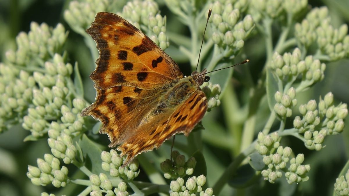 butterfly, nature, wings, insect, macro photography, comma butterfly, plant, garden, flowering plant, detail, sepia color, animal, entomology, fauna, ecology, noble butterfly, sedum, stem, black spots