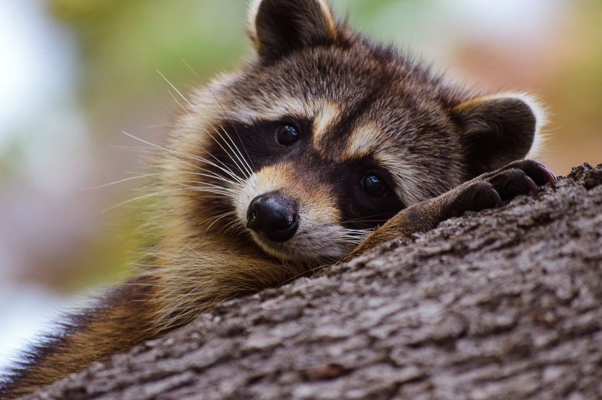 raccoon, wildlife, animal, mammal, animal in nature, tree, tree trunk, animal portrait, cute, evening light, nature, gaze, striking, horizontal, close-up, autumn, magical, gentle, wild, curiosity, dense forest