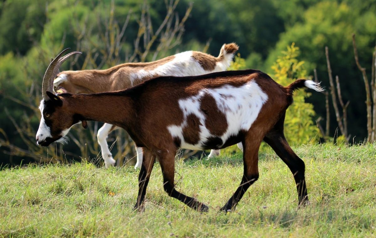 goat, nature, mammal, horns, livestock, pasture, grass, field, outdoors, summer, billy goat, mountains, wild, green, grazing, venison, animals, habitat, animal behavior, animal welfare