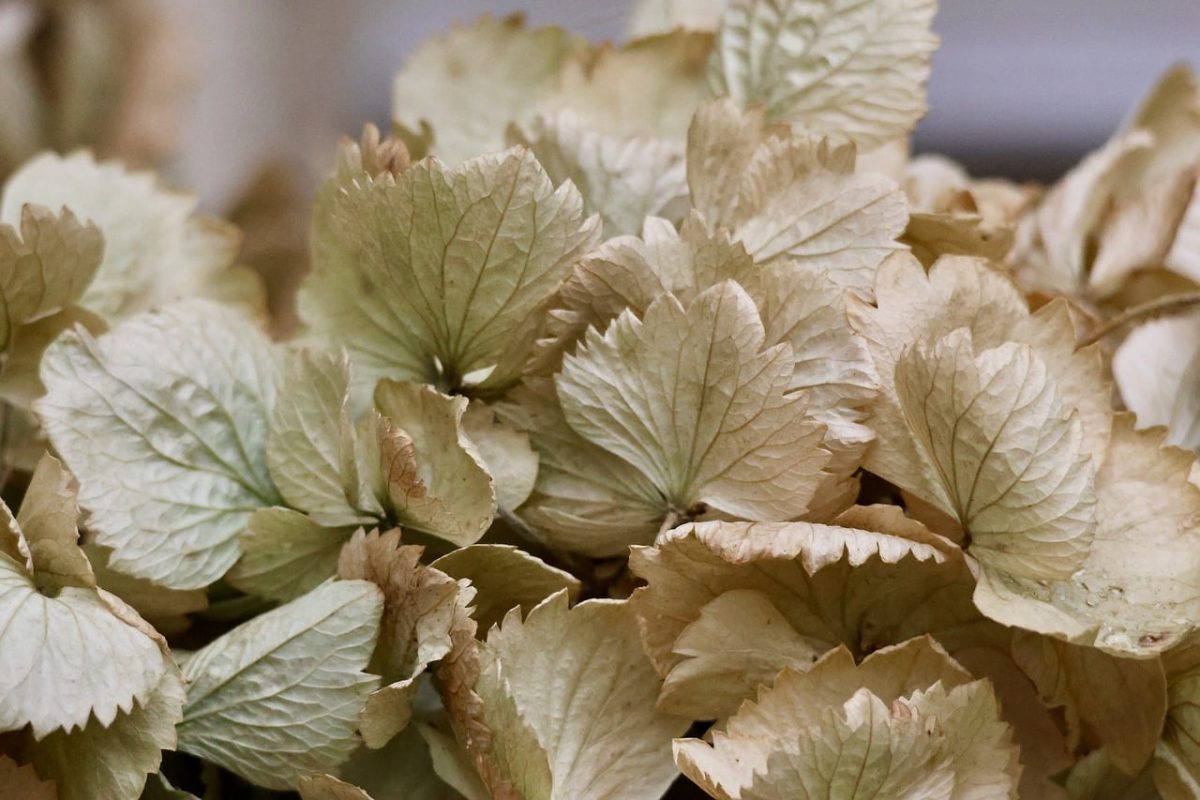 hydrangea, withered leaves, natural textures, dried leaves, autumn, botany, natural colors, leaf texture, shades of brown, delicate leaves, decoration, dry decoration, natural art, herbarium, light, muted colors, organic, outdoor photography, soft colors, harmony