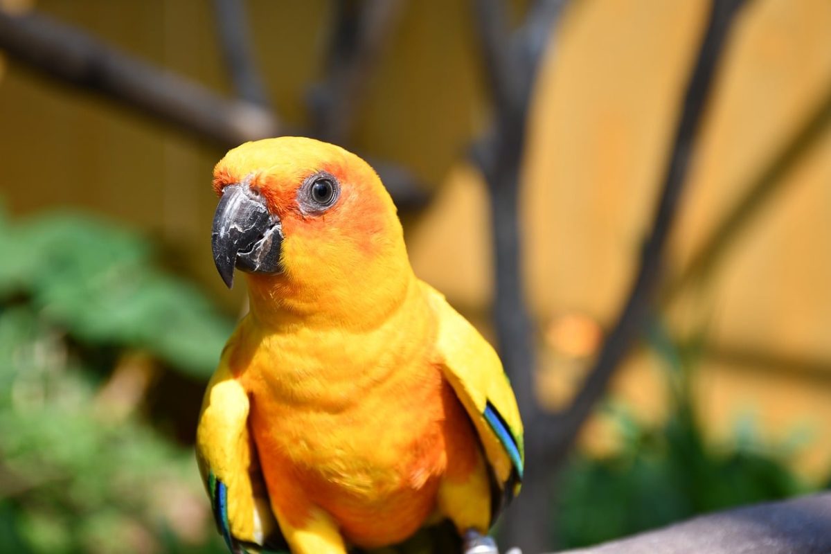 parrot, yellow, orange, nature, bird, pet, animal, exotic, outdoor, colorful, closeup, green, sun conure, yellow and orange, outside, aviary, feathers, head, natural world, conservation, sunlight
