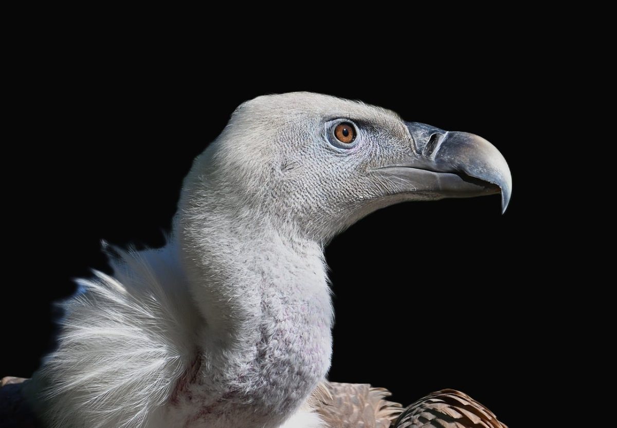 vulture, bird, portrait, raptor, nature, scavenger, feathers, beak, closeup, wilderness, wildlife, carnivore, most birds of prey, rugged, hunting, endangered, predation, ecology