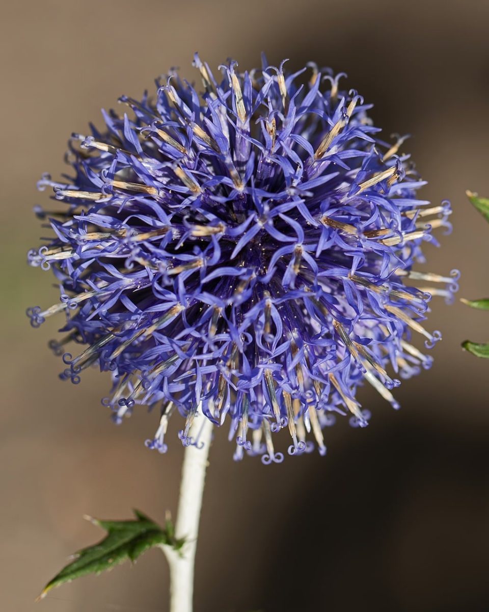 globe thistle, flower, gardening, nature, echinops, blue, purple, macro photography, blooming, garden plant, prickly, landscaping, outdoor, plant species, detailed, botanical, nature lover, colorful, flower heads