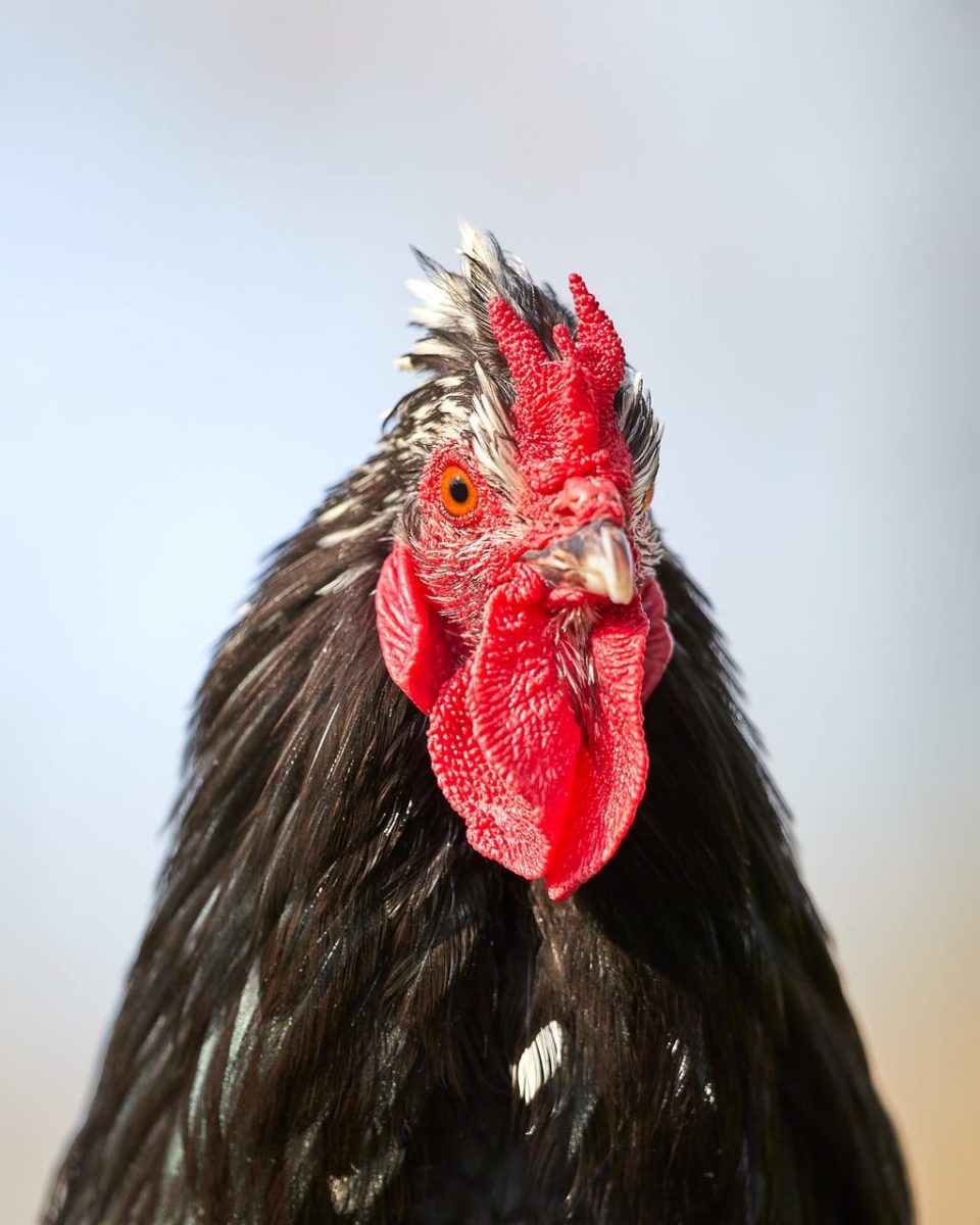 rooster, black feathers, red comb, close-up, animal, farm, bird, wattle, nature, poultry, agriculture, breeding, comb, beak, crest, public, pet, home, rural, independent