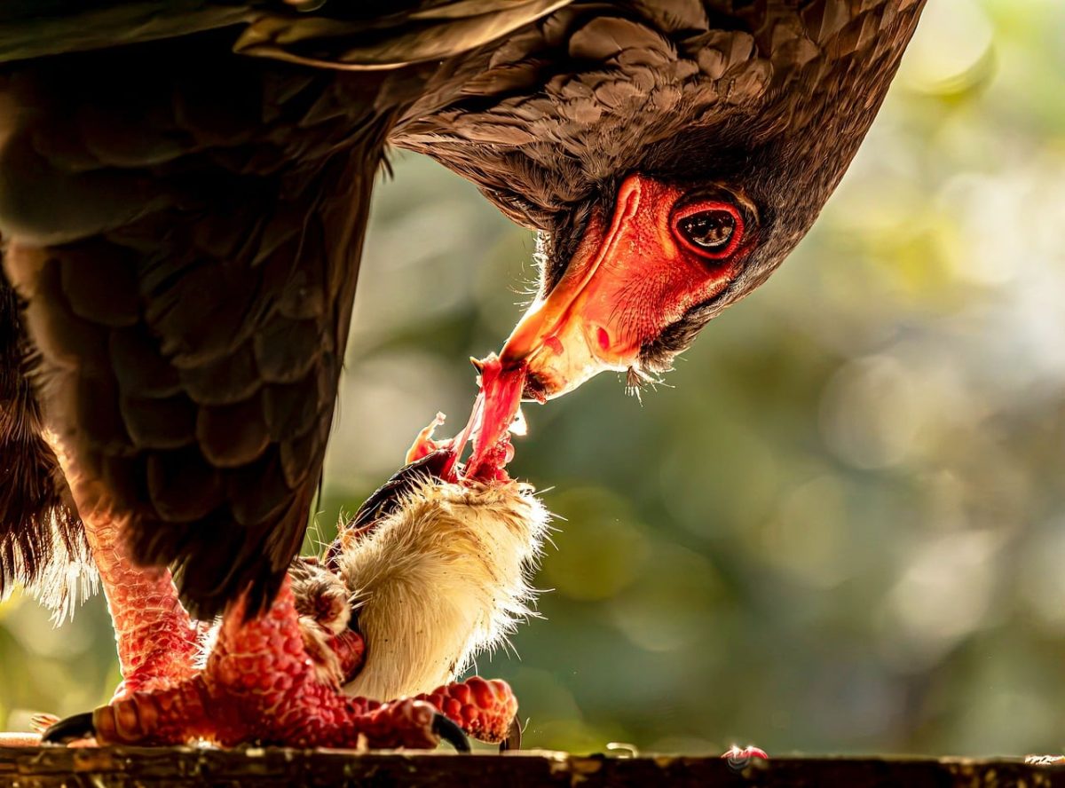 bateleur eagle, bird of prey, cool backgrounds, full hd wallpaper, predator, nature wallpaper, wallpaper 4k, laptop wallpaper, feeding, wildlife, beautiful nature, carnivore, 4k wallpaper, animal, mac wallpaper, beautiful wallpaper, close-up, details, nature, nature background, hunter, free wallpaper, red skin, powerful, 4k wallpaper 1920x1080, wild, free background, hd wallpaper, feathers, background, wallpaper, wallpaper hd, fierce, avian, desktop backgrounds, windows wallpaper, red color