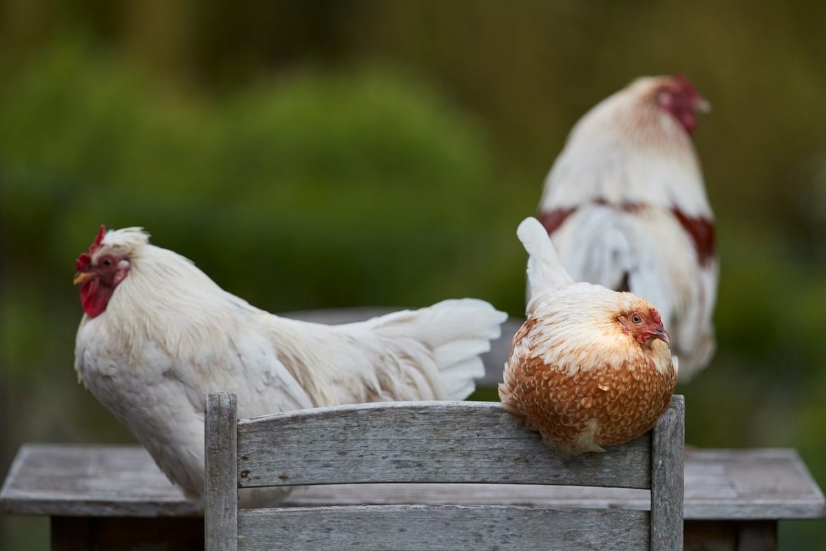 rooster, hen, bird, rustic, farm, agriculture, feather, domesticated, outdoors, furniture, nature, wooden, chair, brown, livestock, backyard, chick, organic, dirty