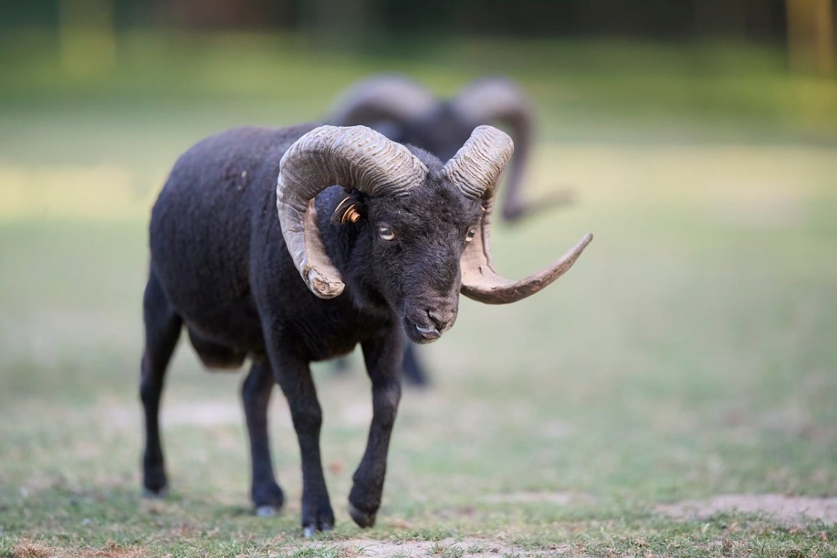 sheep, ram, horns, black fleece, pasture, rural, breeding, agriculture, ouessant sheep, animal, nature, male, natural environment, black, outdoors, majestic, photography, lifestyle, livestock, ouessant, ecology