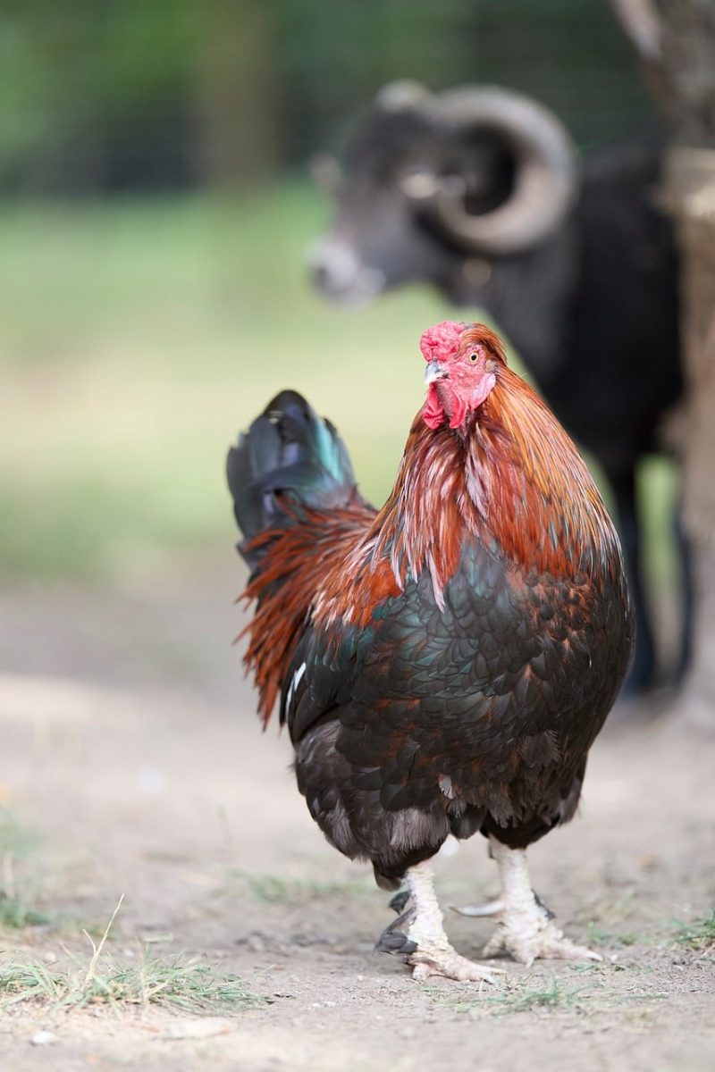 rooster, ram, chicken, nature, farm, feathered, countryside, agriculture, colorful, standing, animal, bird, outdoors, friendly, posing, male, contrast, rural, wildlife