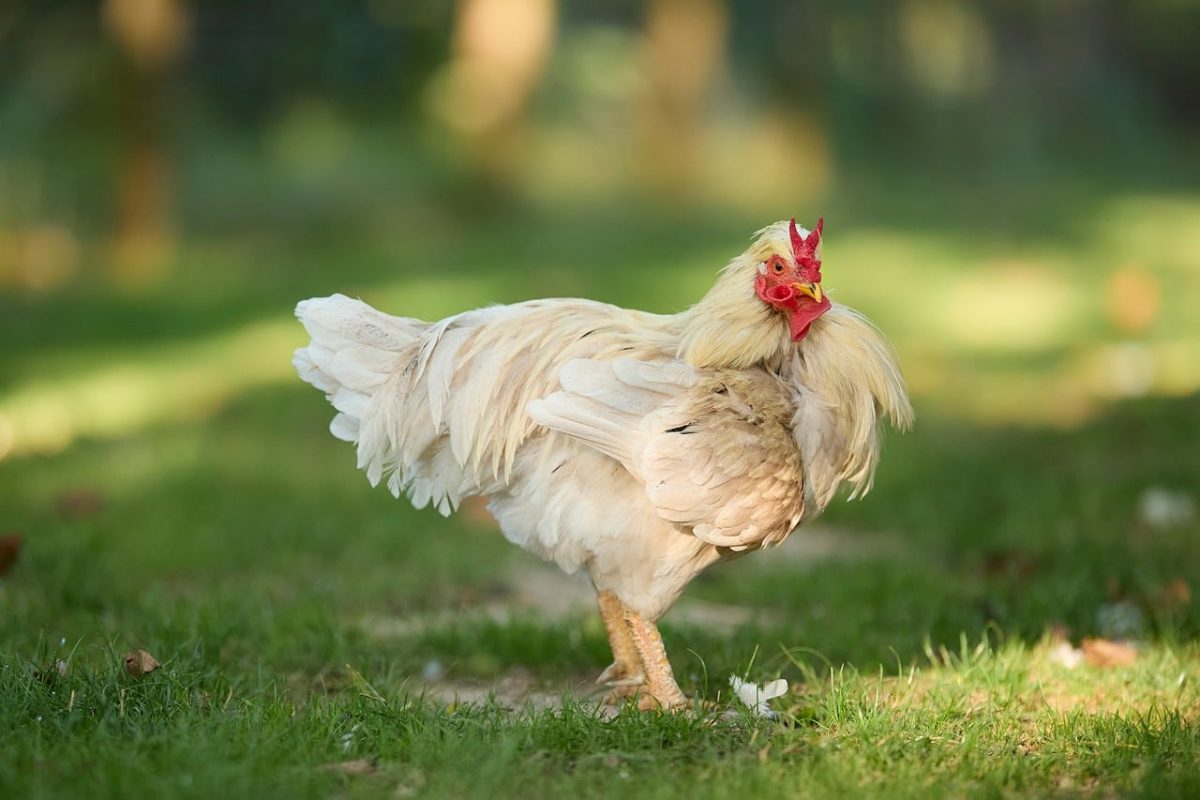 rooster, chicken, bird, poultry, farm, nature, grass, white feathers, comb, wattles, domesticated, agriculture, outdoors, young rooster, winged, two, yellow, rural, chicken meat, animal care