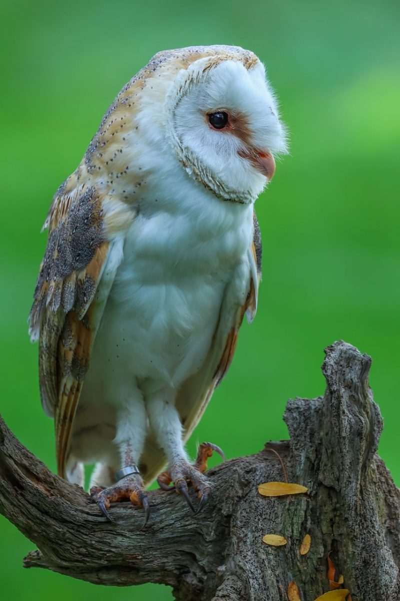 owl, nature, bird, predator, barn owl, tree, branch, autumn, rain, green, animal, wild, feathers, sitting, detail, wilderness, environment, natural, close-up